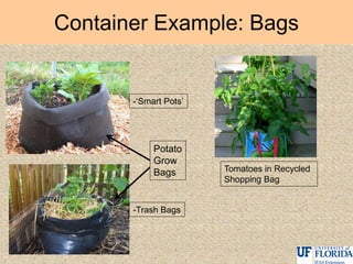 Container Example: Bags
-„Smart Pots‟
Tomatoes in Recycled
Shopping Bag
-Trash Bags
Potato
Grow
Bags
 