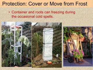 • Container and roots can freezing during
the occasional cold spells.
. Protection: Cover or Move from Frost
 