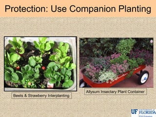Protection: Use Companion Planting
Beets & Strawberry Interplanting
Allysum Insectary Plant Container
 