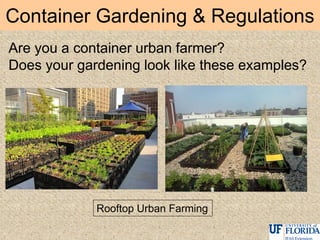 Container Gardening & Regulations
Rooftop Urban Farming
Are you a container urban farmer?
Does your gardening look like these examples?
 