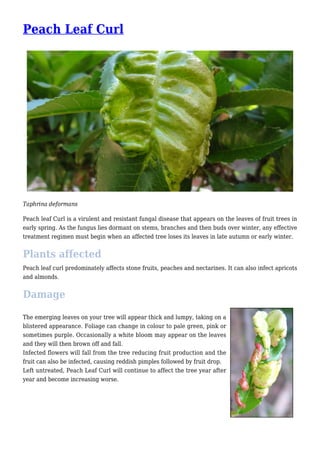 Peach Leaf Curl
Taphrina deformans
Peach leaf Curl is a virulent and resistant fungal disease that appears on the leaves of fruit trees in
early spring. As the fungus lies dormant on stems, branches and then buds over winter, any effective
treatment regimen must begin when an affected tree loses its leaves in late autumn or early winter.
Plants affected
Peach leaf curl predominately affects stone fruits, peaches and nectarines. It can also infect apricots
and almonds.
Damage
The emerging leaves on your tree will appear thick and lumpy, taking on a
blistered appearance. Foliage can change in colour to pale green, pink or
sometimes purple. Occasionally a white bloom may appear on the leaves
and they will then brown off and fall.
Infected flowers will fall from the tree reducing fruit production and the
fruit can also be infected, causing reddish pimples followed by fruit drop.
Left untreated, Peach Leaf Curl will continue to affect the tree year after
year and become increasing worse.
 