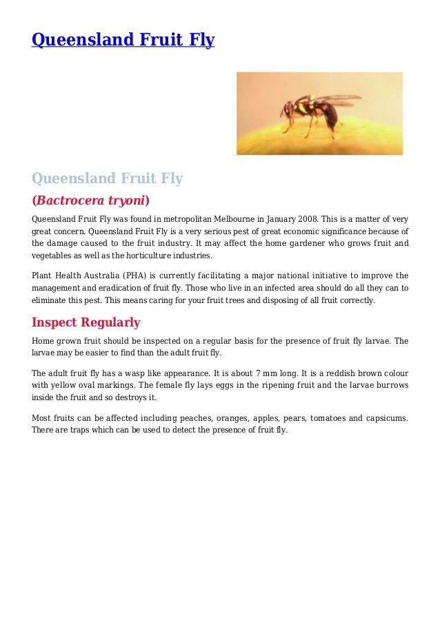 Queensland Fruit Fly Control in your Garden