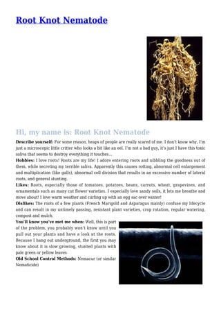 Root Knot Nematode
Hi, my name is: Root Knot Nematode
Describe yourself: For some reason, heaps of people are really scared of me. I don’t know why, I’m
just a microscopic little critter who looks a bit like an eel. I’m not a bad guy, it’s just I have this toxic
saliva that seems to destroy everything it touches…
Hobbies: I love roots! Roots are my life! I adore entering roots and nibbling the goodness out of
them, while secreting my terrible saliva. Apparently this causes rotting, abnormal cell enlargement
and multiplication (like galls), abnormal cell division that results in an excessive number of lateral
roots, and general stunting.
Likes: Roots, especially those of tomatoes, potatoes, beans, carrots, wheat, grapevines, and
ornamentals such as many cut flower varieties. I especially love sandy soils, it lets me breathe and
move about! I love warm weather and curling up with an egg sac over winter!
Dislikes: The roots of a few plants (French Marigold and Asparagus mainly) confuse my lifecycle
and can result in my untimely passing, resistant plant varieties, crop rotation, regular watering,
compost and mulch.
You’ll know you’ve met me when: Well, this is part
of the problem, you probably won’t know until you
pull out your plants and have a look at the roots.
Because I hang out underground, the first you may
know about it is slow growing, stunted plants with
pale green or yellow leaves
Old School Control Methods: Nemacur (or similar
Nematicide)
 