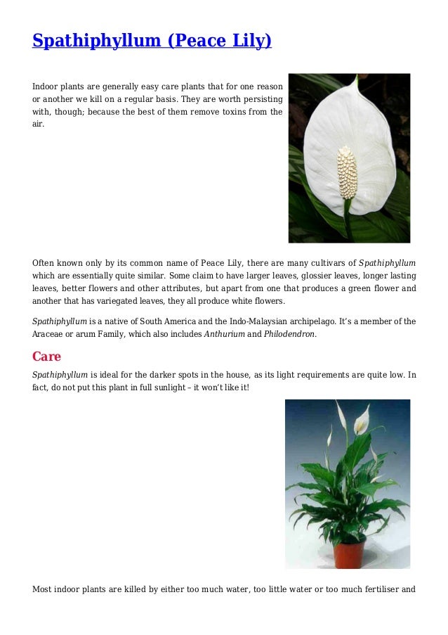 Spathiphyllum (Peace Lily) for Cleaning Indoor Air