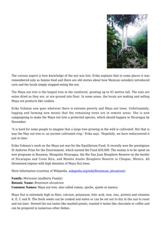 The curious aspect is how knowledge of the nut was lost. Erika explains that in some places it was
remembered only as famine food and there are old stories about how Mexican outsiders introduced
corn and the locals simply stopped eating the nut.
The Maya nut tree is the largest tree in the rainforest, growing up to 45 metres tall. The nuts are
eaten dried as they are, or are ground into flour. In some areas, the locals are making and selling
Maya nut products like cookies.
Erika Vohman now goes wherever there is extreme poverty and Maya nut trees. Unfortunately,
logging and farming now means that the remaining trees are in remote areas. She is now
campaigning to make the Maya nut tree a protected species, which should happen in Nicaragua by
November.
‘It is hard for some people to imagine that a large tree growing in the wild is cultivated. But that is
way the May nut tree is: an ancient cultivated crop.’ Erika says. ‘Hopefully, we have rediscovered it
just in time.’
Erika Vohman’s work on the Maya nut was for the Equilibrium Fund. It recently won the prestigious
St Andrews Prize for the Environment, which earned the Fund $50,000. The money is to be spent on
new programs in Bosawas, Mosquitia Nicaragua, the Rio San Juan Biosphere Reserve on the border
of Nicaragua and Costa Rica, and Montes Azules Biosphere Reserve in Chiapas, Mexico. All
threatened regions with high densities of Maya Nut trees.
More Information (courtesy of Wikipedia, wikipedia.org/wiki/Brosimum_alicastrum)
Family: Moraceae (mulberry Family)
Botanic Name: Brosimum alicastrum
Common Names: Maya nut tree, also called ramon, ojoche, ujuxte or masica.
Maya Nut is extremely high in fibre, calcium, potassium, folic acid, iron, zinc, protein and vitamins
A, E, C and B. The fresh seeds can be cooked and eaten or can be set out to dry in the sun to roast
and eat later. Stewed the nut tastes like mashed potato, roasted it tastes like chocolate or coffee and
can be prepared in numerous other dishes.
 