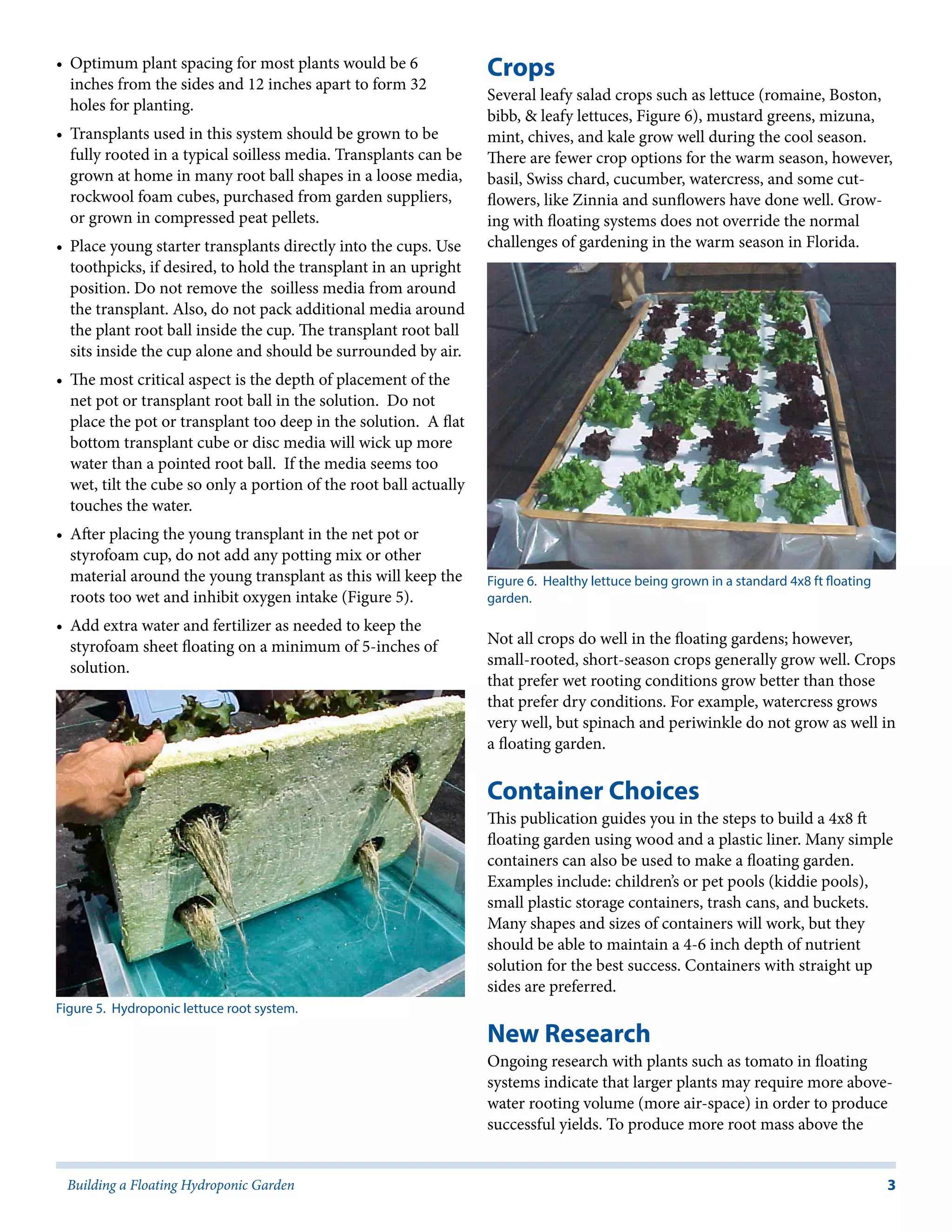 3Building a Floating Hydroponic Garden
•	 Optimum plant spacing for most plants would be 6
inches from the sides and 12 inches apart to form 32
holes for planting.
•	 Transplants used in this system should be grown to be
fully rooted in a typical soilless media. Transplants can be
grown at home in many root ball shapes in a loose media,
rockwool foam cubes, purchased from garden suppliers,
or grown in compressed peat pellets.
•	 Place young starter transplants directly into the cups. Use
toothpicks, if desired, to hold the transplant in an upright
position. Do not remove the soilless media from around
the transplant. Also, do not pack additional media around
the plant root ball inside the cup. The transplant root ball
sits inside the cup alone and should be surrounded by air.
•	 The most critical aspect is the depth of placement of the
net pot or transplant root ball in the solution. Do not
place the pot or transplant too deep in the solution. A flat
bottom transplant cube or disc media will wick up more
water than a pointed root ball. If the media seems too
wet, tilt the cube so only a portion of the root ball actually
touches the water.
•	 After placing the young transplant in the net pot or
styrofoam cup, do not add any potting mix or other
material around the young transplant as this will keep the
roots too wet and inhibit oxygen intake (Figure 5).
•	 Add extra water and fertilizer as needed to keep the
styrofoam sheet floating on a minimum of 5-inches of
solution.
Crops
Several leafy salad crops such as lettuce (romaine, Boston,
bibb, & leafy lettuces, Figure 6), mustard greens, mizuna,
mint, chives, and kale grow well during the cool season.
There are fewer crop options for the warm season, however,
basil, Swiss chard, cucumber, watercress, and some cut-
flowers, like Zinnia and sunflowers have done well. Grow-
ing with floating systems does not override the normal
challenges of gardening in the warm season in Florida.
Not all crops do well in the floating gardens; however,
small-rooted, short-season crops generally grow well. Crops
that prefer wet rooting conditions grow better than those
that prefer dry conditions. For example, watercress grows
very well, but spinach and periwinkle do not grow as well in
a floating garden.
Container Choices
This publication guides you in the steps to build a 4x8 ft
floating garden using wood and a plastic liner. Many simple
containers can also be used to make a floating garden.
Examples include: children’s or pet pools (kiddie pools),
small plastic storage containers, trash cans, and buckets.
Many shapes and sizes of containers will work, but they
should be able to maintain a 4-6 inch depth of nutrient
solution for the best success. Containers with straight up
sides are preferred.
New Research
Ongoing research with plants such as tomato in floating
systems indicate that larger plants may require more above-
water rooting volume (more air-space) in order to produce
successful yields. To produce more root mass above the
Figure 5. Hydroponic lettuce root system.
Figure 6. Healthy lettuce being grown in a standard 4x8 ft floating
garden.
 