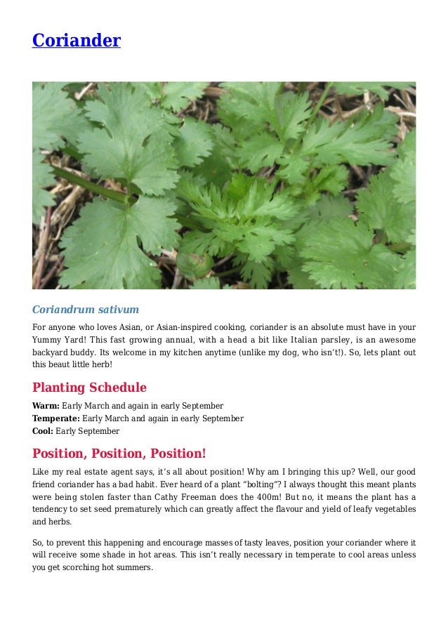 Coriander Companion Planting Chart