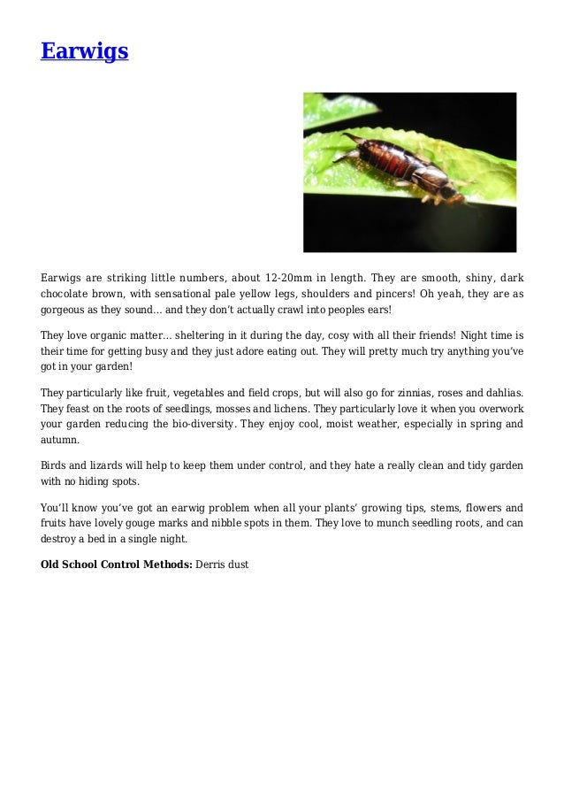 Are earwigs beneficial to my garden?