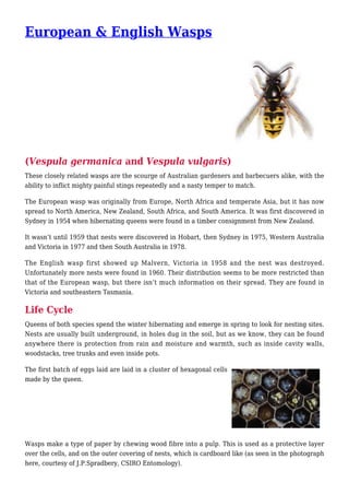 European & English Wasps
(Vespula germanica and Vespula vulgaris)
These closely related wasps are the scourge of Australian gardeners and barbecuers alike, with the
ability to inflict mighty painful stings repeatedly and a nasty temper to match.
The European wasp was originally from Europe, North Africa and temperate Asia, but it has now
spread to North America, New Zealand, South Africa, and South America. It was first discovered in
Sydney in 1954 when hibernating queens were found in a timber consignment from New Zealand.
It wasn’t until 1959 that nests were discovered in Hobart, then Sydney in 1975, Western Australia
and Victoria in 1977 and then South Australia in 1978.
The English wasp first showed up Malvern, Victoria in 1958 and the nest was destroyed.
Unfortunately more nests were found in 1960. Their distribution seems to be more restricted than
that of the European wasp, but there isn’t much information on their spread. They are found in
Victoria and southeastern Tasmania.
Life Cycle
Queens of both species spend the winter hibernating and emerge in spring to look for nesting sites.
Nests are usually built underground, in holes dug in the soil, but as we know, they can be found
anywhere there is protection from rain and moisture and warmth, such as inside cavity walls,
woodstacks, tree trunks and even inside pots.
The first batch of eggs laid are laid in a cluster of hexagonal cells
made by the queen.
Wasps make a type of paper by chewing wood fibre into a pulp. This is used as a protective layer
over the cells, and on the outer covering of nests, which is cardboard like (as seen in the photograph
here, courtesy of J.P.Spradbery, CSIRO Entomology).
 