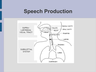 Speech Production
 