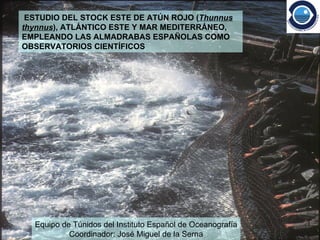 ESTUDIO DEL STOCK ESTE DE ATÚN ROJO ( Thunnus thynnus ), ATLÁNTICO ESTE Y MAR MEDITERRÁNEO,  EMPLEANDO LAS ALMADRABAS ESPAÑOLAS COMO OBSERVATORIOS CIENTÍFICOS Equipo de Túnidos del Instituto Español de Oceanografía Coordinador: José Miguel de la Serna 