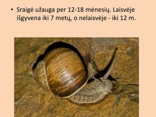 2b - ė