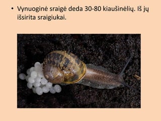 2b - ė