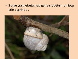 2b - ė
