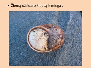 2b - ė
