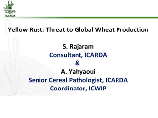 Yellow Rust: Threat to Global Wheat Production S. Rajaram Consultant, ICARDA &  A. Yahyaoui Senior Cereal Pathologist, ICARDA Coordinator, ICWIP 
