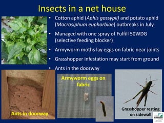 Insects in a net houseCotton aphid (Aphis gossypii) and potato aphid (Macrosiphumeuphorbiae) outbreaks in July.