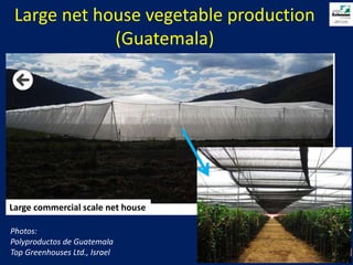 Large net house vegetable production (Guatemala)Large commercial scale net housePhotos:Polyproductos de GuatemalaTop Greenhouses Ltd., Israel