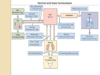 Normal acid base homeostasis 
 