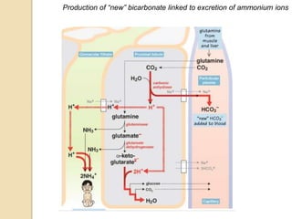 Production of “new” bicarbonate linked to excretion of ammonium ions 
 