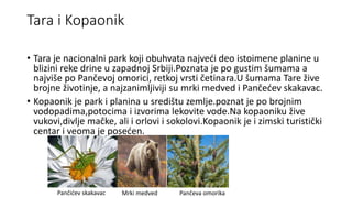 Tara i Kopaonik
• Tara je nacionalni park koji obuhvata najveći deo istoimene planine u
blizini reke drine u zapadnoj Srbiji.Poznata je po gustim šumama a
najviše po Pančevoj omorici, retkoj vrsti četinara.U šumama Tare žive
brojne životinje, a najzanimljiviji su mrki medved i Pančećev skakavac.
• Kopaonik je park i planina u središtu zemlje.poznat je po brojnim
vodopadima,potocima i izvorima lekovite vode.Na kopaoniku žive
vukovi,divlje mačke, ali i orlovi i sokolovi.Kopaonik je i zimski turistički
centar i veoma je posećen.
Pančeva omorika
Mrki medved
Pančićev skakavac
 