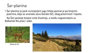 Šar-planina
• Šar-planina je park na krajnjem jugu Srbije.poznat je po brojnim
jezerima, koja se unarodu zovu Gorske Oči, zbog prozirnosti i lepote.
Na Šari postoje brojne vrste životinja, a među najpoznatijim su
Balkanski Ris,orao i soko.
Balkanski Ris
 