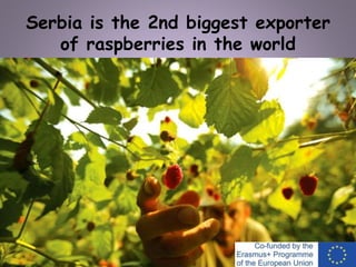 Serbia is the 2nd biggest exporter
of raspberries in the world
 