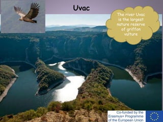 Uvac
The river Uvac
is the largest
nature reserve
of griffon
vulture
 