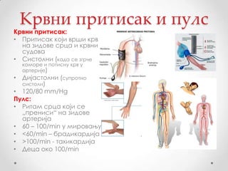 Крвни притисак и пулс
Крвни притисак:
• Притисак који врши крв
  на зидове срца и крвних
  судова
• Систолни (када се згрче
  коморе и потисну крв у
  артерије)
• Дијастолни (супротно
  систоли)
• 120/80 mm/Hg
Пулс:
• Ритам срца који се
  „прениси“ на зидове
  артерија
• 60 – 100/min у мировању
• <60/min – брадикардија
• >100/min - тахикардија
• Деца око 100/min
 