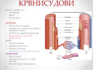КРВНИСУДОВИ
Крвни судови су:
• Артерије
• Вене
• Капилари

АРТЕРИЈЕ:
• Еластичних зидова
• Зидови од глатких мишића и
   везивног ткива
• АОРТА је највећа артерија
• Воде крв од срца ка
   органима
ВЕНЕ:
• Тањих зидова
• Мање еластичне
• Имају залиске
• Воде крв од органа ка срцу
КАПИЛАРИ:
• Врло мали
• Зидови само од 1 слоја
   ћелија
• Проток крви најспорији
 