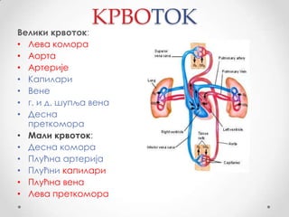КРВОТОК
Велики крвоток:
• Лева комора
• Аорта
• Артерије
• Капилари
• Вене
• г. и д. шупља вена
• Десна
  преткомора
• Мали крвоток:
• Десна комора
• Плућна артерија
• Плућни капилари
• Плућна вена
• Лева преткомора
 