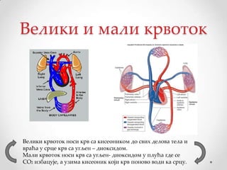 Велики и мали крвоток




Велики крвоток носи крв са кисеоником до свих делова тела и
враћа у срце крв са угљен – диоксидом.
Мали крвоток носи крв са угљен- диоксидом у плућа где се
СО2 избацује, а узима кисеоник који крв поново води ка срцу.
 