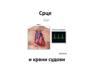 Срце
Cor
и крвни судови
 