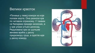 Велики крвоток
•Почиње у левој комори из које
полази аорта. Она разноси крв
по читавом огранизму. У таквим
се ћелијама предаје кисеоник, а
у крв улази угљен-диоксид.
Редукована крв се шупњим
венама враћа у десну
предкомору срца, а одатле иде
у десну комору.
 