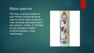 Мали крвоток
•Почиње у десној комoри из
које полази плућна артерија
која се затим грана на десну и
леву артерију која редуковану
крв односи у плућа. У плућима
се крв оксидује и враћа
плућним венама у леву
предкомору.
 