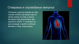Стварање и спровођење импулса
•Почиње у десној комори из које
полази плућна артерија која се
затим грана на леву и десну
артерију која редуковану крв
односи у плућа. У плућима се
крв оксидује и враћа плућним
венама у леву предкомору.
 