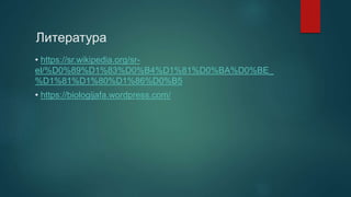 Литература
• https://sr.wikipedia.org/sr-
el/%D0%89%D1%83%D0%B4%D1%81%D0%BA%D0%BE_
%D1%81%D1%80%D1%86%D0%B5
• https://biologijafa.wordpress.com/
 