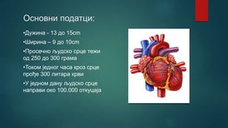 Основни податци:
•Дужина - 13 до 15cm
•Ширина – 9 до 10cm
•Просечно људско срце тежи
од 250 до 300 грама
•Током једног часа кроз срце
прође 300 литара крви
•У једном дану људско срце
направи око 100.000 откуцаја
 