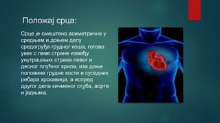 Положај срца:
Срце је смештено асиметрично у
средњем и доњем делу
средогруђа грудног коша, готово
увек с леве стране између
унутрашњих страна левог и
десног плућног крила, иза доње
половине грудне кости и суседних
ребара хрскавица, а испред
другог дела кичменог стуба, аорте
и једњака.
 