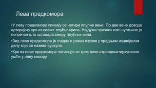 Лева предкомора
•У леву предкомору уливају се четири плућне вене. По две вене доводе
артеријску крв из сваког плућнг крила. Најдужи пречник ове шупљине је
попречан што одговара смеру плућних вена.
•Зид леве предкоморе је гладак и раван изузев у предњем издвојеном
делу који се назива ауркула.
•Крв из леве предкоморе потискује се кроз лево атриовенитиркуларно
ушће у леву комору.
 