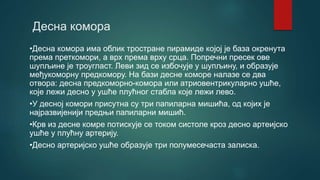 Десна комора
•Десна комора има облик тростране пирамиде којој је база окренута
према преткомори, а врх према врху срца. Попречни пресек ове
шупљине је троугласт. Леви зид се избочује у шупљину, и образује
међукоморну предкомору. На бази десне комoре налазе се два
отвора: десна предкоморно-комора или атриовентрикуларно ушће,
које лежи десно у ушће плућног стабла које лежи лево.
•У десној комори присутна су три папиларна мишића, од којих је
најразвијенији предњи папиларни мишић.
•Крв из десне комре потискује се током систоле кроз десно артеијско
ушће у плућну артерију.
•Десно артеријско ушће образује три полумесечаста залиска.
 