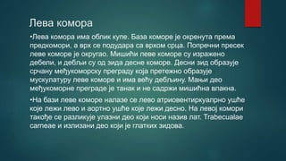 Лева комора
•Лева комора има облик купе. База коморе је окренута према
предкомори, а врх се подудара са врхом срца. Попречни пресек
леве коморе је округао. Мишићи леве коморе су изражено
дебели, и дебљи су од зида десне коморе. Десни зид образује
срчану међукоморску преграду која претежно образује
мускулатуру леве коморе и има већу дебљину. Мањи део
међукоморне преграде је танак и не садржи мишићна влакна.
•На бази леве коморе налазе се лево атриовентиркуалрно ушће
које лежи лево и аортно ушће које лежи десно. На левој комори
такође се разликује улазни део који носи назив лат. Trabecualae
carneae и излизани део који је глатких зидова.
 