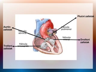 Plućni zalistak
Dvolisni
zalistak
Trolisni
zalistak
Aortin
zalistak
 