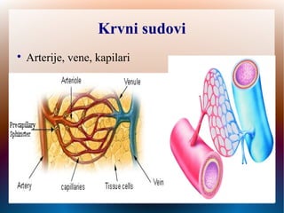 Krvni sudovi

Arterije, vene, kapilari
 