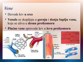 Vene

Dovode krv u srce

Venule se skupljaju u gornju i donju šuplju venu,
koje se uliva u desnu pretkomoru

Plućne vene sprovode krv u levu pretkomoru
 