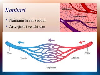 Kapilari

Najmanji krvni sudovi

Arterijski i venski deo
 