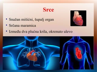 Srce

Snažan mišićni, šupalj organ

Srčana maramica

Između dva plućna krila, okrenuto ulevo
 