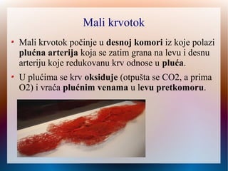 Mali krvotok
Mali krvotok počinje u desnoj komori iz koje polazi
plućna arterija koja se zatim grana na levu i desnu
arteriju koje redukovanu krv odnose u pluća
U plućima se krv oksiduje (otpušta se CO2, a prima
O2) i vraća plućnim venama u levu pretkomoru
 
