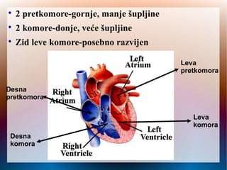
2 pretkomore-gornje, manje šupljine

2 komore-donje, veće šupljine

Zid leve komore-posebno razvijen
Leva
pretkomora
Leva
komora
Desna
pretkomora
Desna
komora
 