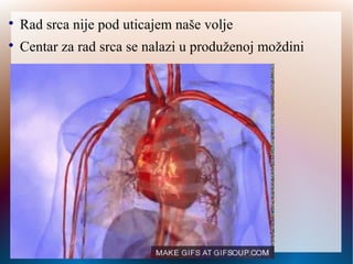 
Rad srca nije pod uticajem naše volje

Centar za rad srca se nalazi u produženoj moždini
 